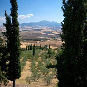 View framed by Cypress Trees - Pienza, Italy